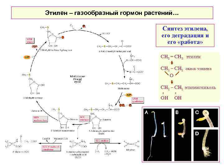 Этилен – газообразный гормон растений… Синтез этилена, его деградация и его «работа» CH 2