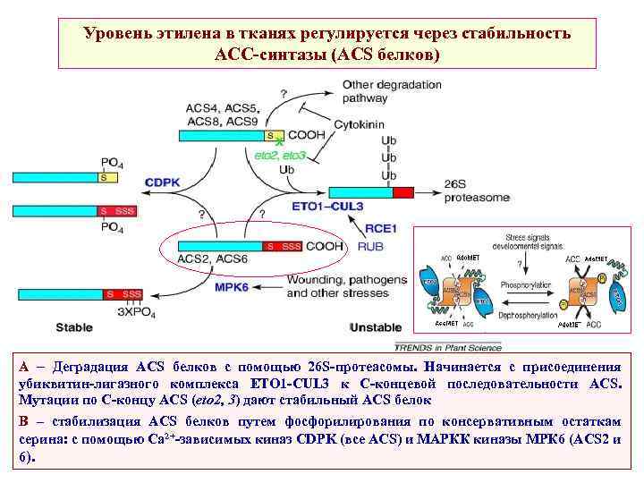 Уровень этилена в тканях регулируется через стабильность АСС-синтазы (ACS белков) А – Деградация ACS