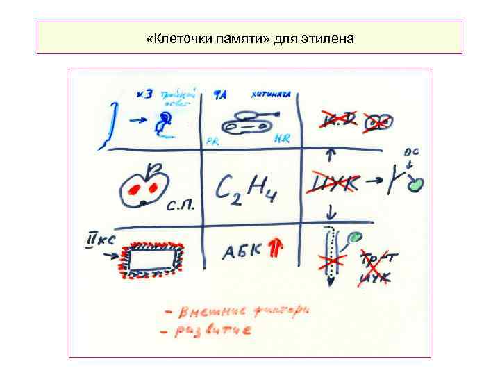  «Клеточки памяти» для этилена 