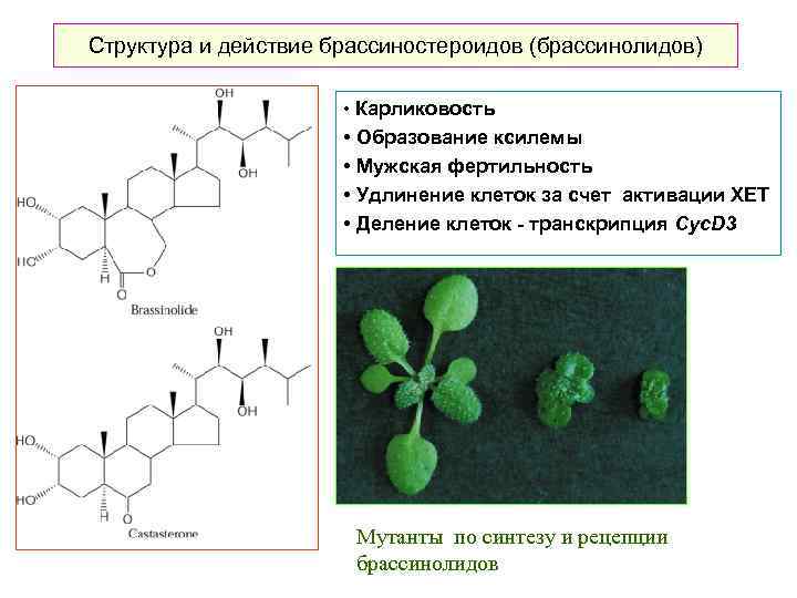 Структура и действие брассиностероидов (брассинолидов) • Карликовость • Образование ксилемы • Мужская фертильность •