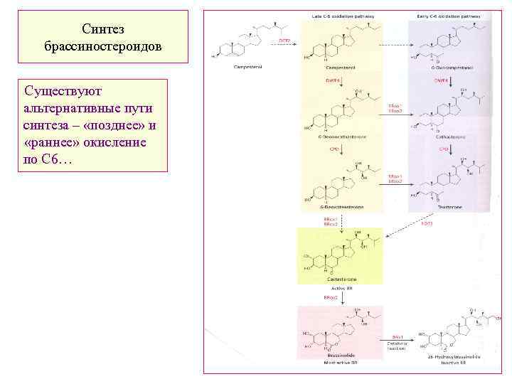 Синтез брассиностероидов Существуют альтернативные пути синтеза – «позднее» и «раннее» окисление по С 6…