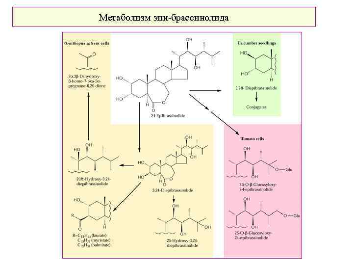 Метаболизм эпи-брассинолида 