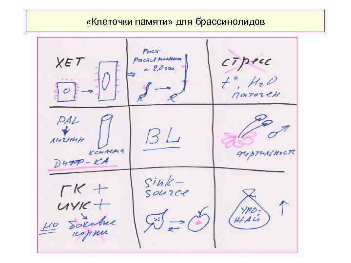  «Клеточки памяти» для брассинолидов 