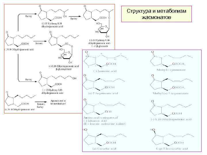 Структура и метаболизм жасмонатов 