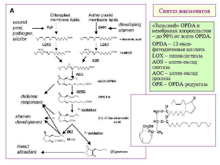 Синтез жасмонатов «Запасной» OPDA в мембранах хлоропластов – до 90% от всего ОPDА. OPDA