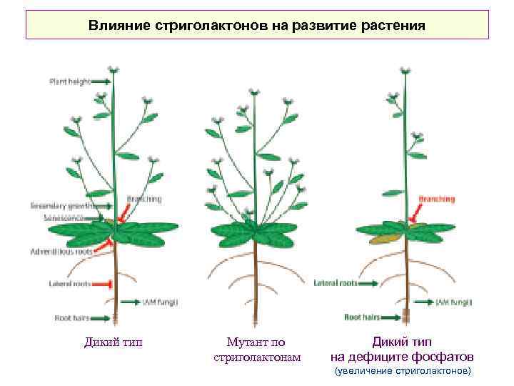 Влияние стриголактонов на развитие растения Дикий тип Мутант по стриголактонам Дикий тип на дефиците