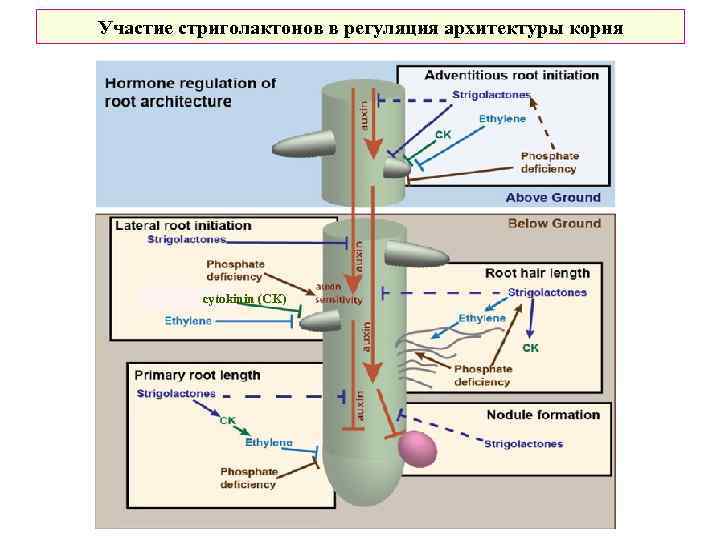 Участие стриголактонов в регуляция архитектуры корня cytokinin (CK) 