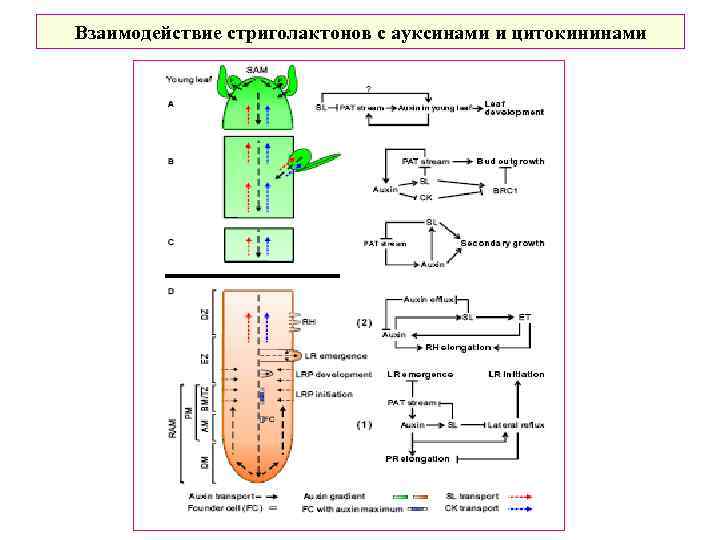 Взаимодействие стриголактонов с ауксинами и цитокининами 