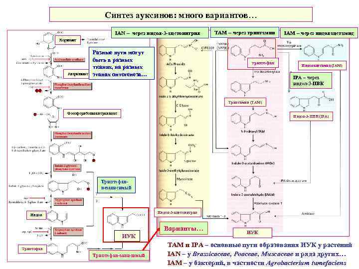 Синтез ауксинов: много вариантов… IAN – через индол-3 -ацетонитрил TAM – через триптамин IAM