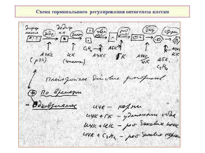 Схема гормонального регулирования онтогенеза клетки 