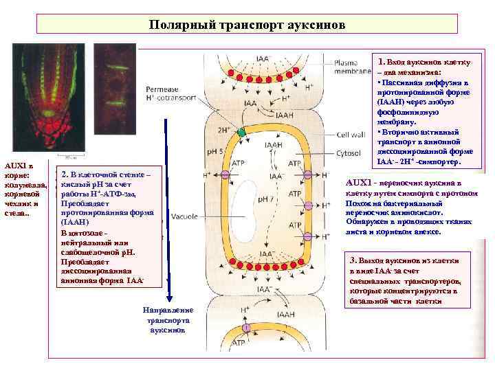 Полярный транспорт ауксинов 1. Вход ауксинов клетку AUX 1 в корне: колумелла, корневой чехлик