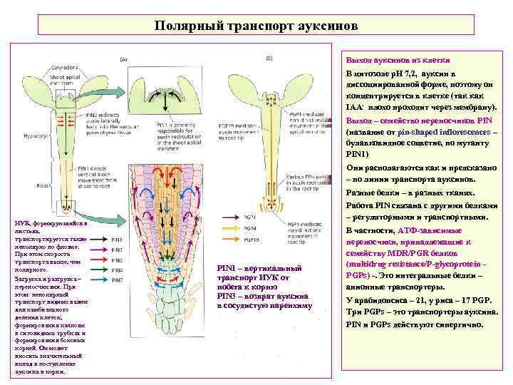 Полярный транспорт ауксинов Выход ауксинов из клетки В цитозоле р. Н 7, 2, ауксин