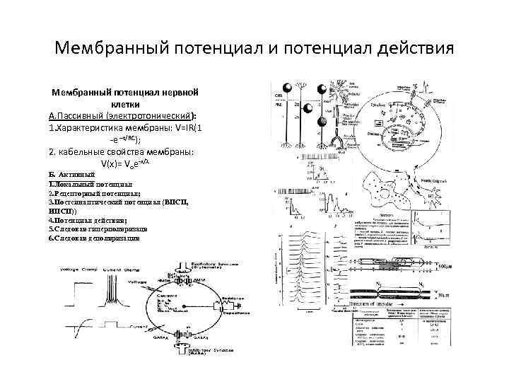 Мембранный потенциал и потенциал действия Мембранный потенциал нервной клетки А. Пассивный (электротонический): 1. Характеристика