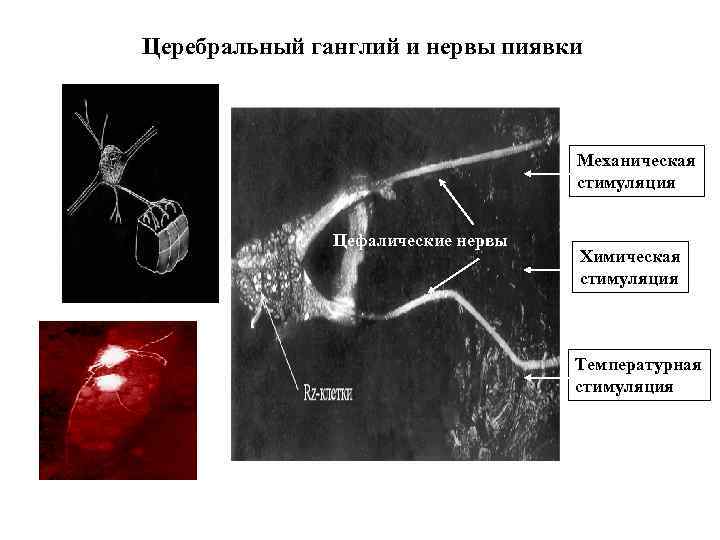 Церебральный ганглий и нервы пиявки Механическая стимуляция Цефалические нервы Химическая стимуляция Температурная стимуляция 