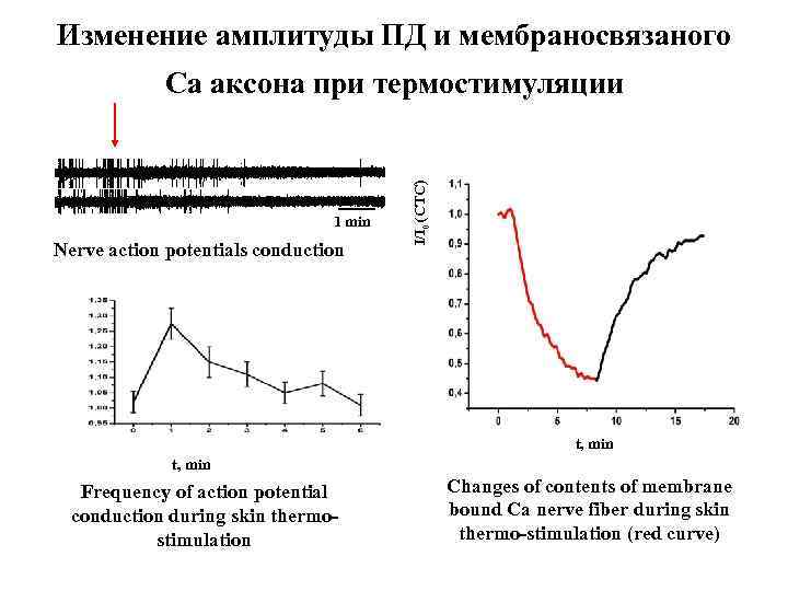 Изменение амплитуды ПД и мембраносвязаного 1 min Nerve action potentials conduction I/I 0 (CTC)