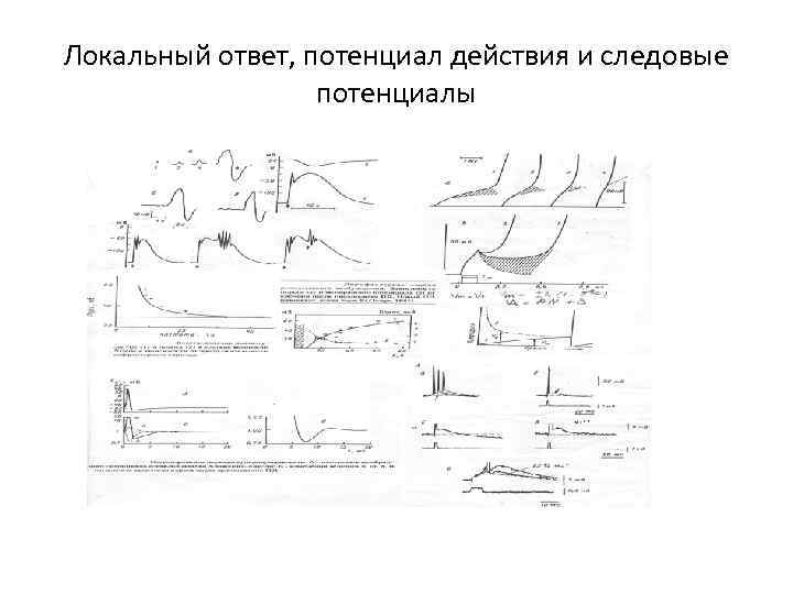 Локальный ответ, потенциал действия и следовые потенциалы 