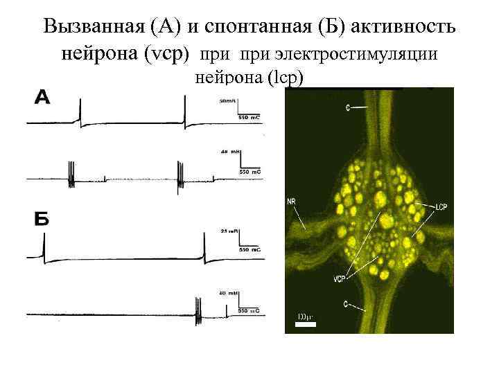 Вызванная (А) и спонтанная (Б) активность нейрона (vcp) при электростимуляции нейрона (lcp) 
