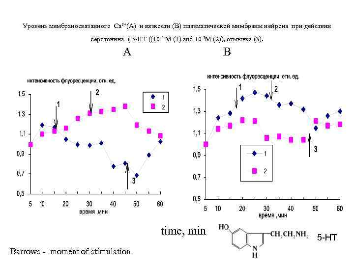 Уровень мембраносвязанного Ca 2+(A) и вязкости (B) плазматической мнмбраны нейрона при действии серотонина (