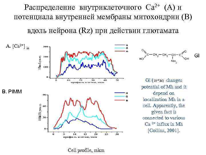 Распределение внутриклеточного Са 2+ (A) и потенциала внутренней мембраны митохондрии (B) вдоль нейрона (Rz)