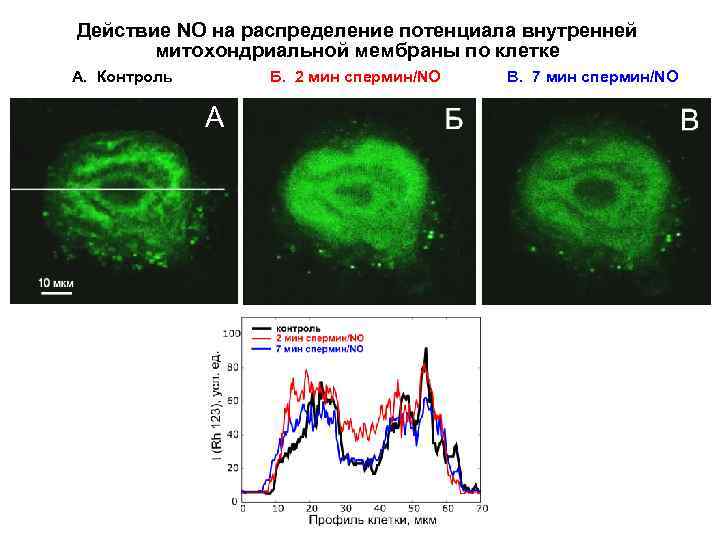 Действие NO на распределение потенциала внутренней митохондриальной мембраны по клетке А. Контроль Б. 2