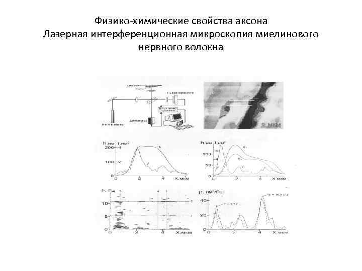 Физико-химические свойства аксона Лазерная интерференционная микроскопия миелинового нервного волокна 