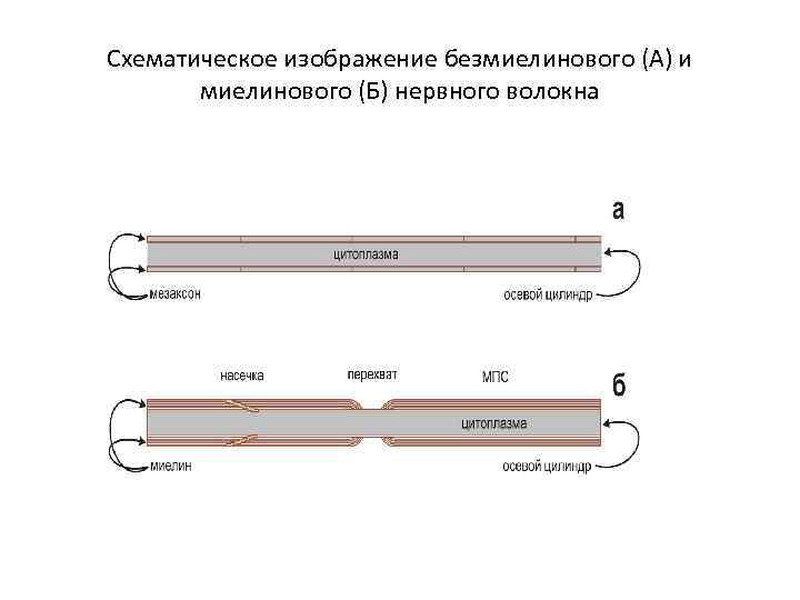 Схематическое изображение безмиелинового (А) и миелинового (Б) нервного волокна 