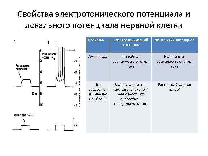 Свойства электротонического потенциала и локального потенциала нервной клетки Свойства Электротонический потенциал Локальный потенциал Амплитуда