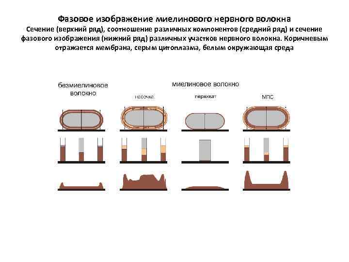 Фазовое изображение миелинового нервного волокна Сечение (верхний ряд), соотношение различных компонентов (средний ряд) и