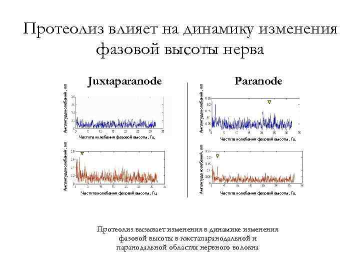 Juxtaparanode Амплитуда колебаний, nm Протеолиз влияет на динамику изменения фазовой высоты нерва Частота колебания