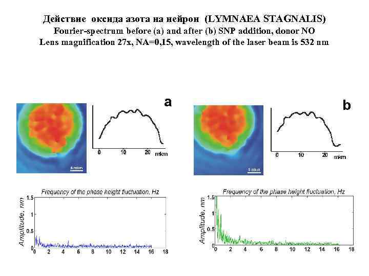 Действие оксида азота на нейрон (LYMNAEA STAGNALIS) Fourier-spectrum before (a) and after (b) SNP