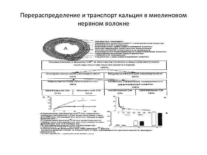 Перераспределение и транспорт кальция в миелиновом нервном волокне 