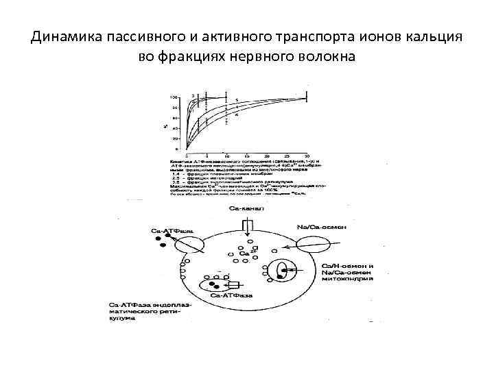 Динамика пассивного и активного транспорта ионов кальция во фракциях нервного волокна 