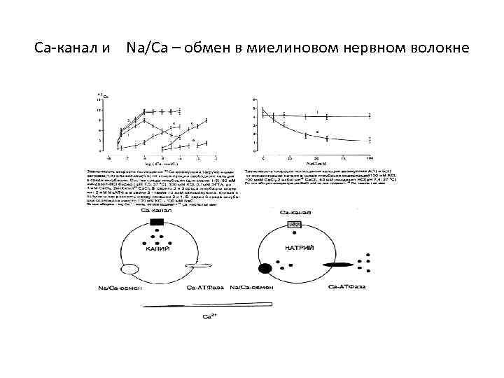 Ca-канал и Na/Ca – обмен в миелиновом нервном волокне 