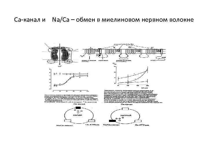 Ca-канал и Na/Ca – обмен в миелиновом нервном волокне 