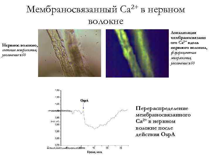 Мембраносвязанный Ca 2+ в нервном волокне Нервное волокно, световая микроскопия, увеличение x 60 Локализация
