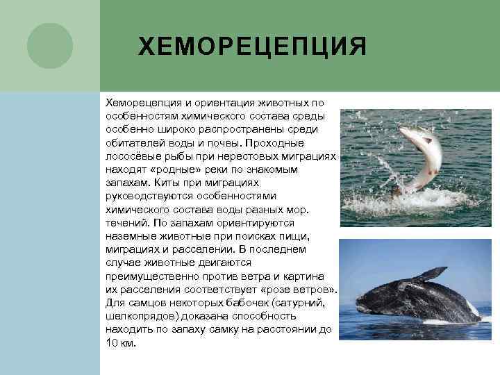 ХЕМОРЕЦЕПЦИЯ Хеморецепция и ориентация животных по особенностям химического состава среды особенно широко распространены среди