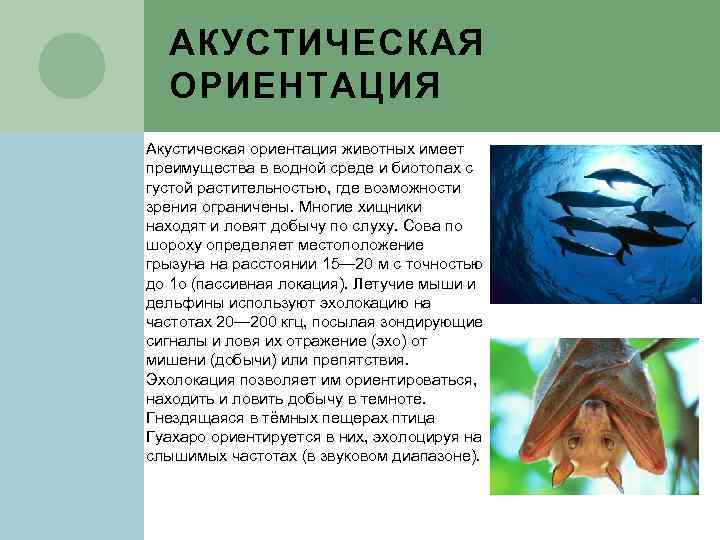 АКУСТИЧЕСКАЯ ОРИЕНТАЦИЯ Акустическая ориентация животных имеет преимущества в водной среде и биотопах с густой
