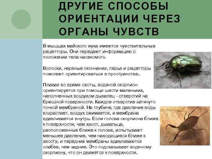 ДРУГИЕ СПОСОБЫ ОРИЕНТАЦИИ ЧЕРЕЗ ОРГАНЫ ЧУВСТВ В мышцах майского жука имеются чувствительные рецепторы. Они