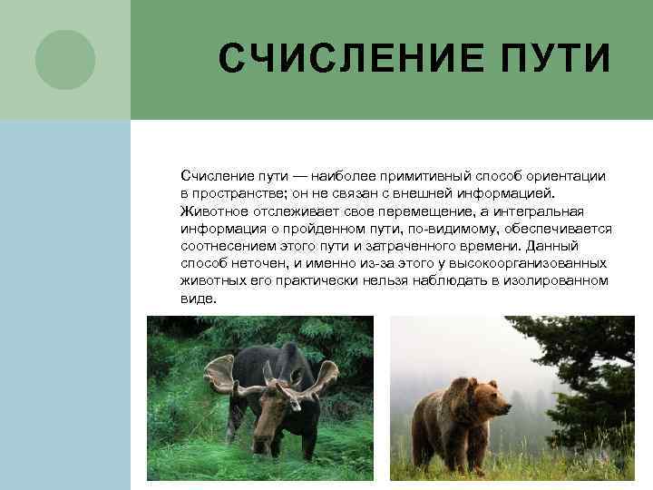 СЧИСЛЕНИЕ ПУТИ Счисление пути — наиболее примитивный способ ориентации в пространстве; он не связан