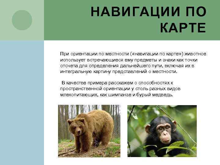 НАВИГАЦИИ ПО КАРТЕ При ориентации по местности ( «навигации по карте» ) животное использует