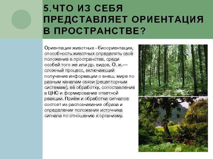 Ориентация обработки. Способы ориентации животных. Как животные ориентируются в окружающей среде 3 класс. Насколько хорошо ориентируются белки в пространстве?. Как Слепые ориентируются в пространстве окружающий мир 4 класс.