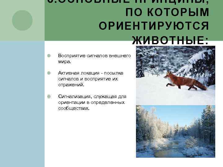 6. ОСНОВНЫЕ ПРИНЦИПЫ, ПО КОТОРЫМ ОРИЕНТИРУЮТСЯ ЖИВОТНЫЕ : Восприятие сигналов внешнего мира. Активная локация