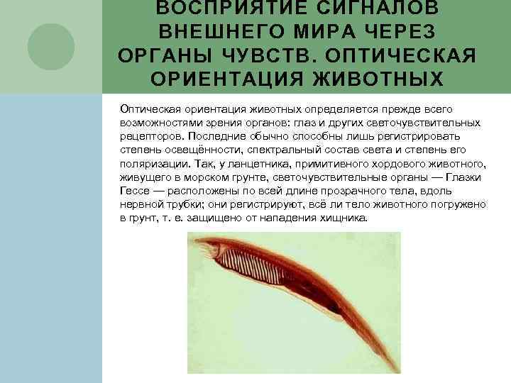ВОСПРИЯТИЕ СИГНАЛОВ ВНЕШНЕГО МИРА ЧЕРЕЗ ОРГАНЫ ЧУВСТВ. ОПТИЧЕСКАЯ ОРИЕНТАЦИЯ ЖИВОТНЫХ Оптическая ориентация животных определяется