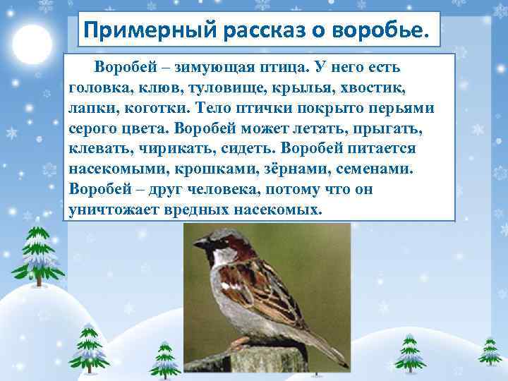 Примерный рассказ о воробье. Воробей – зимующая птица. У него есть головка, клюв, туловище,