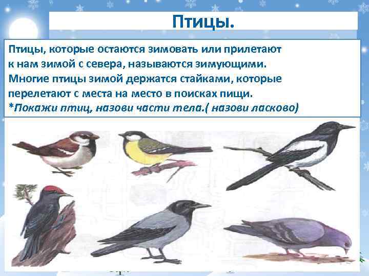 Птицы, которые остаются зимовать или прилетают к нам зимой с севера, называются зимующими. Многие