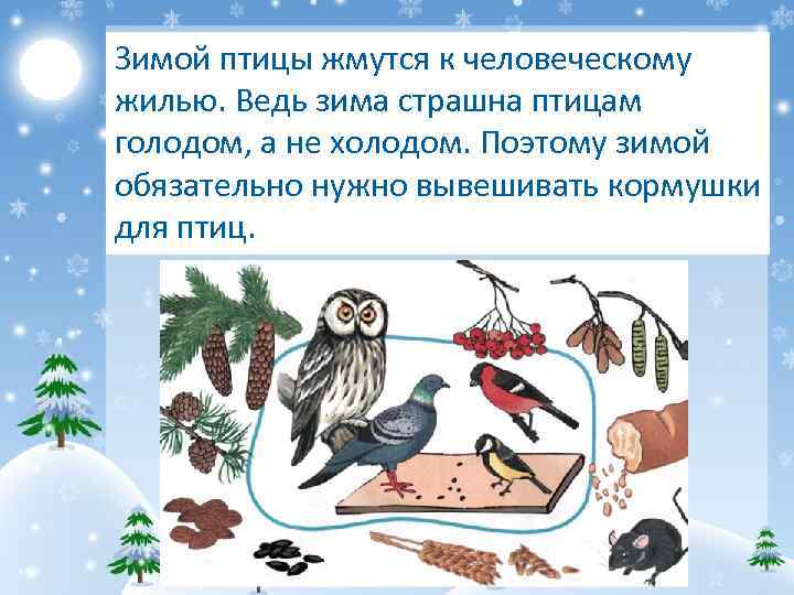 Зимой птицы жмутся к человеческому жилью. Ведь зима страшна птицам голодом, а не холодом.