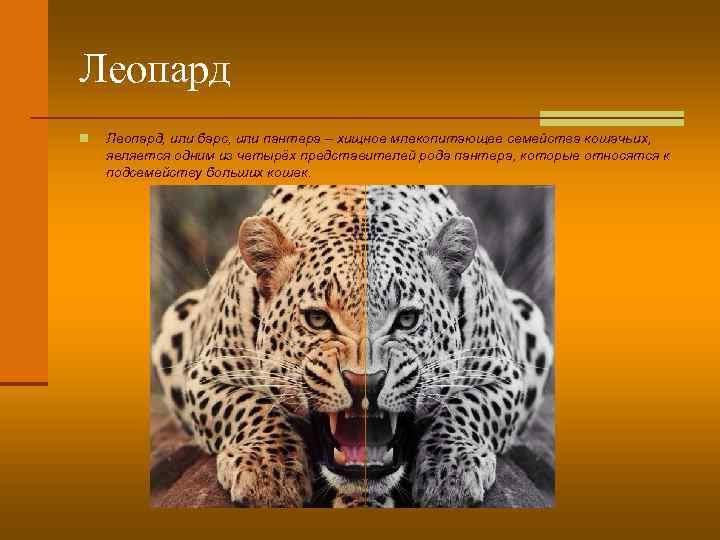 Леопард n Леопард, или барс, или пантера – хищное млекопитающее семейства кошачьих, является одним