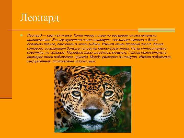 Леопард n Леопард — крупная кошка. Хотя тигру и льву по размерам он значительно