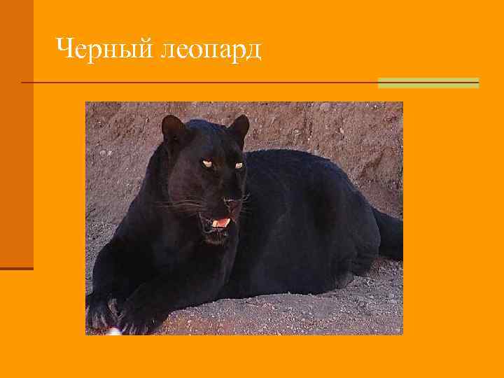 Черный леопард 
