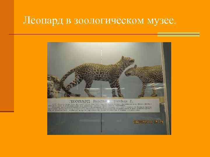 Леопард в зоологическом музее. 